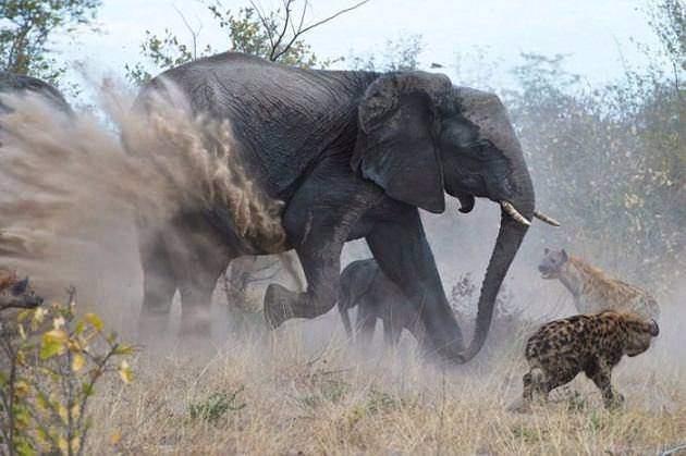 Anne fil, yavrusunun etrafn sarp zerine atlmaya alan srtlanlara duraksamadan saldrd.Srtlanlar hortumuyla yakalayp frlatan anne, sonunda yavrusunu kurtard.
