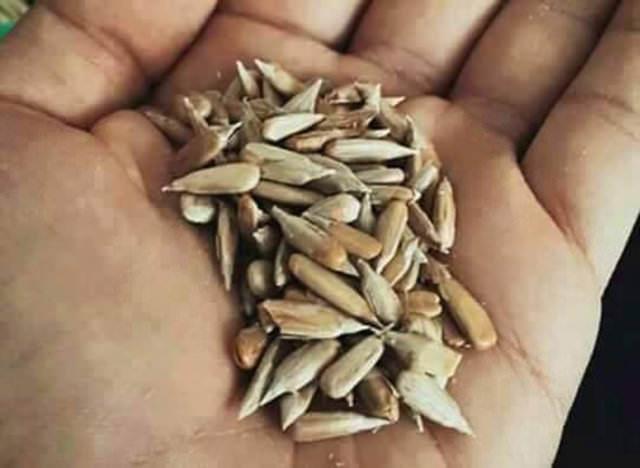 80'lerin ocuklar ekirdeklerin iini bile biriktirip yle yiyen tasarruflu ve sabrl bireylerdi.