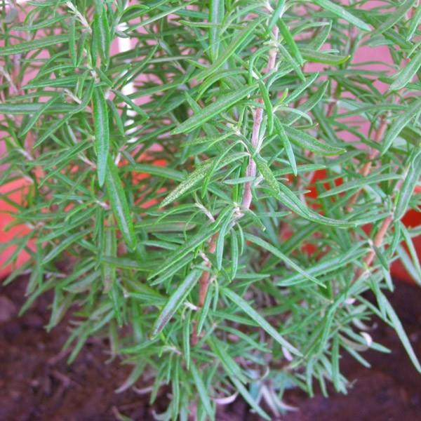 BBERYE Y BR ARI KESCDR  Biberiye yalnzca migren arlarn deil, ayn zamanda ierdii uucu yalar topikal uygulandnda kas ve ekrem arlarnn da iddetini giderebilir.Bunun iin ar olan ksma masaj halinde uygulanmas yeterlidir.