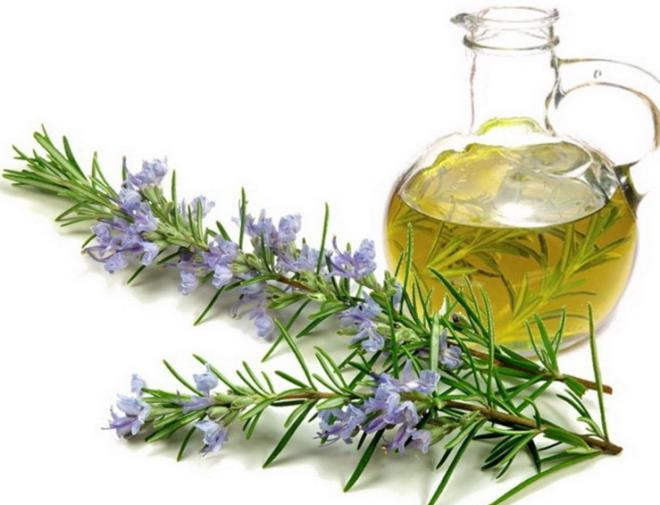 ALERJ VE ENFEKSYON SORUNLARINI GDERR  Biberiyenin iltihap, alerji ve enfeksiyon sorunlarna iyi geldii bilimsel olarak kantlanmtr. ltihap veya enfeksiyon srecinde nemli rol oynar ve fazla nitrik oksitleri ortadan kaldrr.