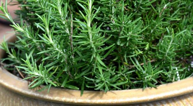 BBERYE SNDRM SSTEM SALIINI KORUR  Biberiye genellikle mide, kabzlk, hazmszlk, ve hemen hemen tm dier sindirim sistemi ile ilgili sorunlarn zmndenemli rol oynar. Ayn zamanda gda zehirlenmelerine karda bnyeyi koruri ve temizlemeye yardmc olur. Gda zehirlenmelerinin yol at olumsuz etkileri ortadan kaldrr.