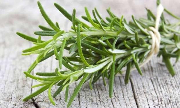 BAIIKLIK SSTEMN GLENDRR  Bata mide lseri olmak zere bir ok hastal giderir, anti, anti-enflamatuar ve anti-kanserojen zelliinin olmas genel anlamda baklk sistemine katkda bulunur.