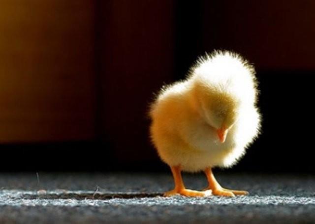 Civciv cinsiyeti belirleyicisi