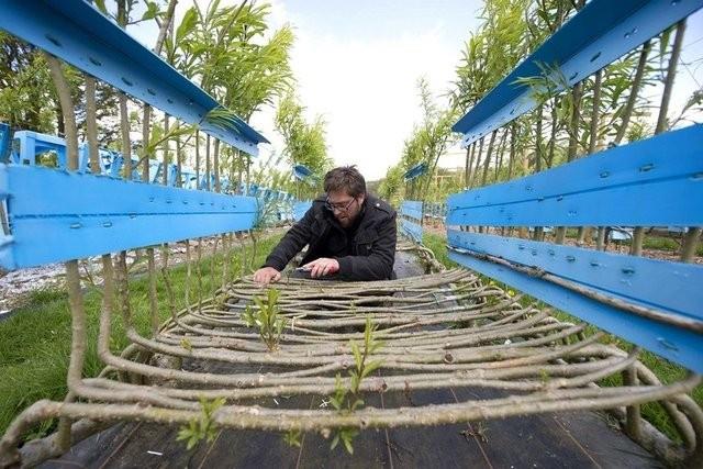 Yetitirdii yzlerce st ve mee aacna dnd mobilya kalplar sayesinde ekil veren tasarmc bylece akla hayale gelmeyecek bir yaratclk yntemi bulmu.