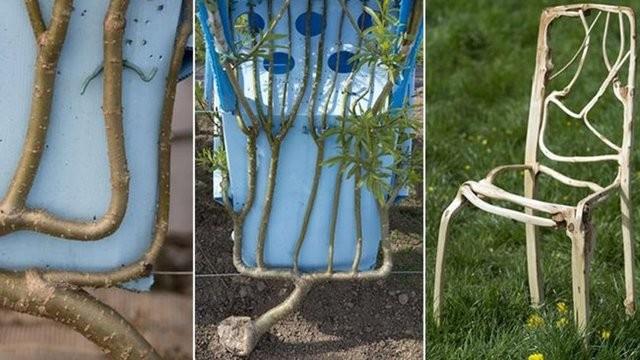 Sanld kadar kolay gzkmyor. Bir aacn gvdesiyle dallarna ekil aldrmak iin bazen 10 yl bekledii oluyormu.