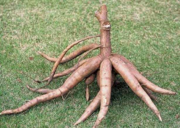 8. MANYOK: Niastas yaplan bu kkl bitki de eer doru tketilmezse siyanr reterek zehirlenme riski yaratyor.