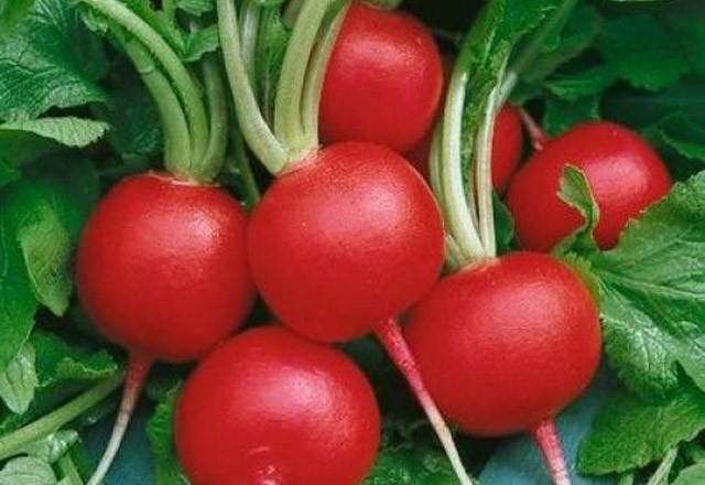 TURP  Bir litre suyun iine birer yemek ka rendelenmi turp, turun kabuu ve bir avu smbl katlp kaynatlr. Szlerek gargara yaplr.