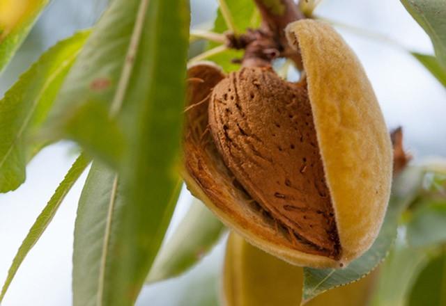 BADEM BAL  Havanda dvlen badem, bal ile birlikte kartrlp a karnna bir tatl ka yenir.