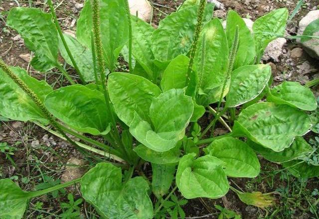 SNR OTU  Bir litre suyun iine ine kylm birer yemek ka sinir otu yapra, meyan kk ve kazaya yapra katlp kaynatlmasnn ardndan szlerek gn iinde aralklarla yudumlanarak toplam 3 ay fincan kadar iilir.