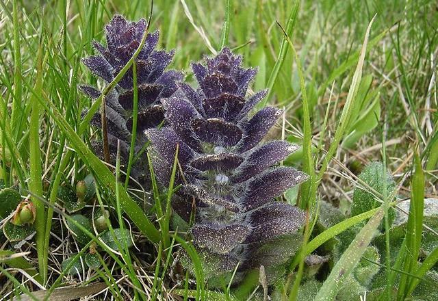 MAYASIL OTU  Bir litre suyun iine ince kylm bir avu mayasl otu katlp kaynatlmasnn ardndan gerektiinde gargara yaplarak kullanlr.