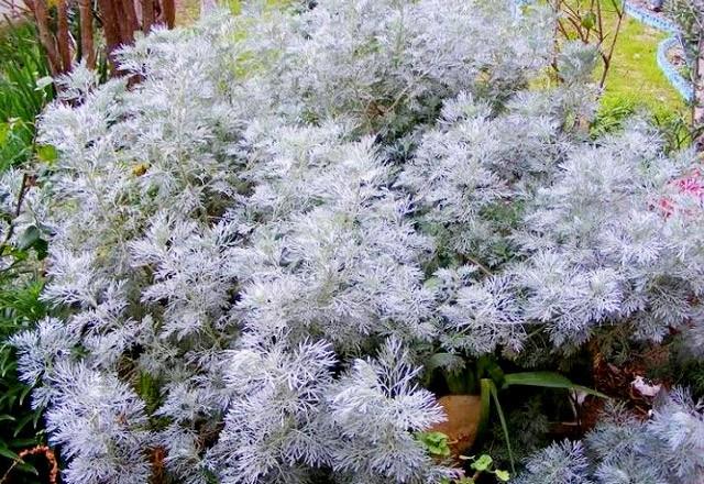 PELN OTU  Bir fincan kaynar suya yarm ay ka pelin otu atlp souduktan sonra szlerek sabahlar gargara yaplr ve tkrlr. Karahindiba: Havanda dvlerek toz haline getirilen bir avu karahindiba kk, bir litre suyun iine katlp kaynatlr. Ardndan szlp gn iinde aralklarla toplam 3 ay fincann gemeyecek ekilde iilir.
