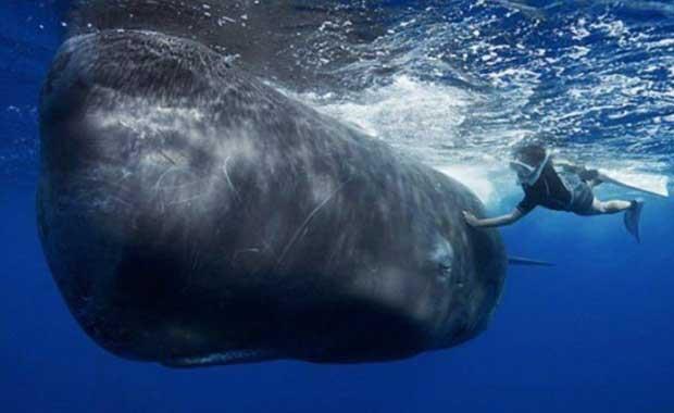 Sperm Balinas: 530 gn