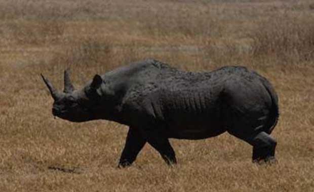 Siyah Gergedan: 450 gn