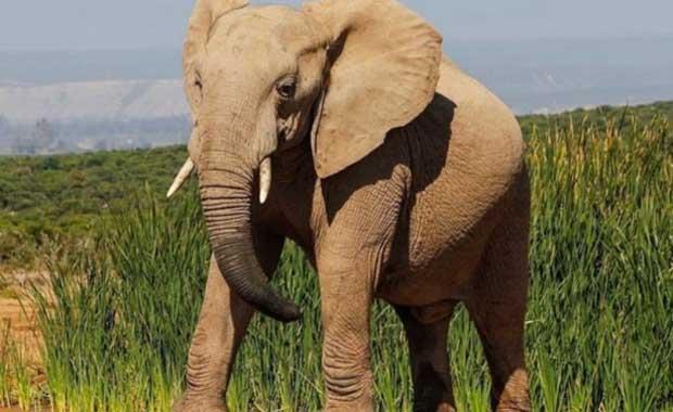 nsanlarda olduu gibi dier canllarnda gebelik sreleri oluyor. Peki hangi canlnn ne kadar? te dier canllarn gebelik srelerini sizler iin bir araya getirdik...<br>Asya Fili: 616 gn