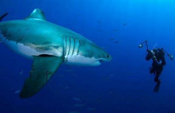 En iyi pozu yakalayabilmek adna ekilden ekile giren fotoraflar...