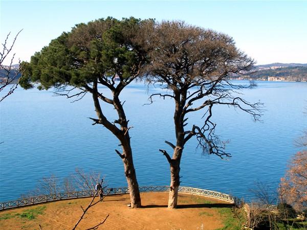 Gvdeleri ayr dallar birleen aa, o zamanlar byk bir korunun iindeydi. Bugn ise aacn iinde bulunduu koru olduka kld. Yaknndan sahil yolu geti. Aalarn yerini apartmanlar ald.