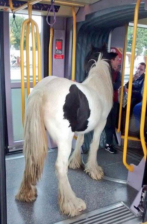 Buras rlanda ve atn tramvayda seyahat etmesinde hi bir engel yok.