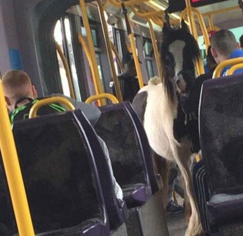 Tramvayda yolculuk eden bu at grenler ok olsa da yapacak bir ey yok.