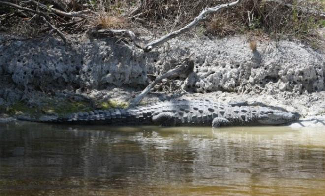 Timsah uzman ve Charles Darwin niversitesi Aratrmacs Adam Britton, timsah saldrsna hedef olan gencin suya 15 metre yaknlkta adr kurarak hayatn tehlikeye attn belirtti.