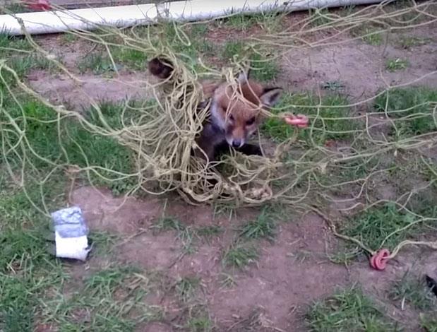 Futbol alarna ciddi ekilde dolanan bu yavru tilki hemen kurtarld.