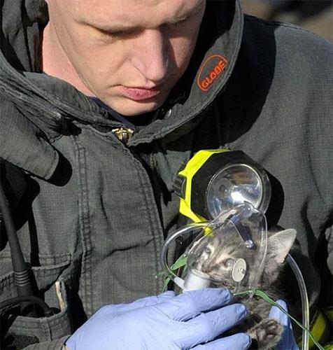 tfaiyeci yangndan kurtard bir kediye oksijen veriyor.