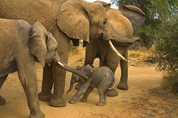 ABD ve in dnyadaki filleri kaak avclktan kurtarmak adna yakn zamanda bir anlama imzalad.