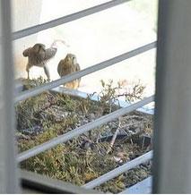 Palandken kayak merkezindeki bir otelin Kral dairesi balkonuna yuva yapan ahinler rahatsz olmasn diye daireyi kapatan otel grevlileri.