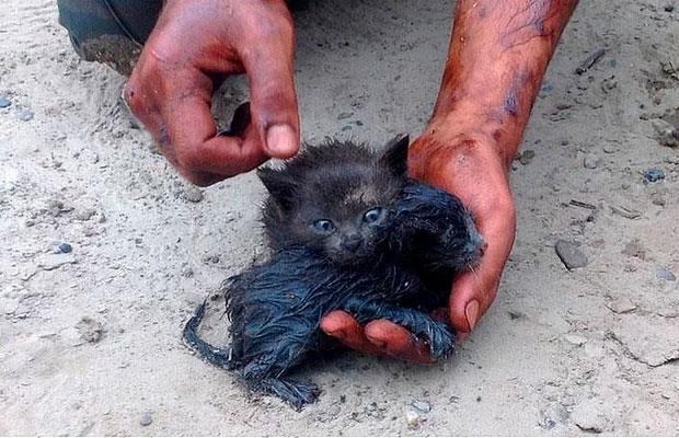 Bir adam petrol sznts iinde bata ka ilerleyerek sznt ierisinde mahsur kalm bir grup yavru kediyi kurtard.