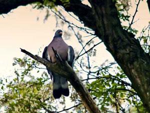 &#8226; Kafasn ku pislettiinde, gidip ans oyunlar oynamak