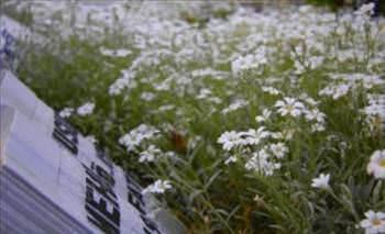 iek alrken dikkat edin!    Karaman'da vatandalarn yaknlarnn mezarlarna diktii gl fidanlar ve iekler, kimlii belirsiz kii ya da kiilerce sklerek alnd. ieklerin alnmas zerine aknlklarn gizleyemeyen vatandalar, "Bu kadarna da pes." dedi. (CHA)