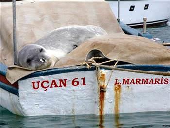 Badem'in keyfi yerinde    Akdeniz foku Badem uzun sre son Gkova'nn Akbuk mevkiinde ortaya kt. Badem, bir tekneye karak uzun sre uyuyup, keyif yapt. (THA)