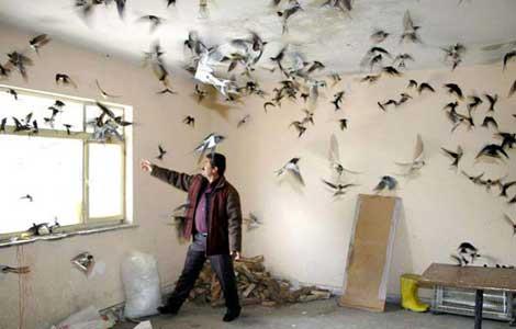 Kangal'da saanak yatan kaan krlanglar, kaps alan su deposuna akn etti. Depo grevlisi eref Tfeki,kontrol iin kapsn at binada grd manzara karsnda aknln gizleyemedi...