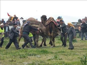 Develer kr dm oldu    Boyunlar kilitlenen develeri urganclar glkle birbirinden ayrabildi. (HA)