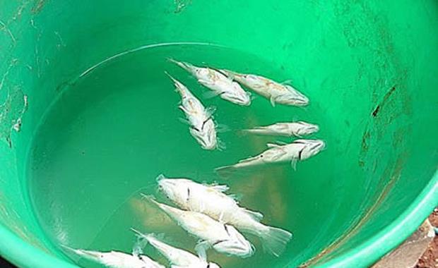 Avusturalya&#8217;da l Kasabasna Balk Yamuru