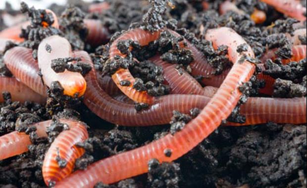 ABD&#8217;de Solucan Yamuru