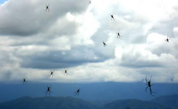 Arjantin&#8217;de rmcek Yamuru