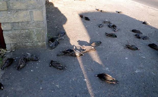 ngiltere&#8217;de Srck Kuu Yamuru