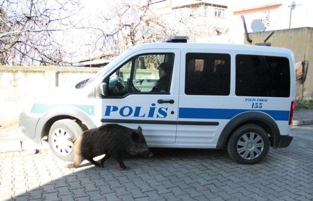 te yaban domuzuna insanlarn yapt ikence...