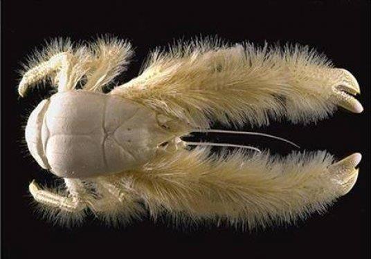 10 BACAKLI YET CRAB,SARI KRKL BR YENGE TRDR