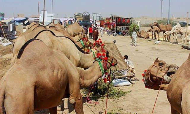 Pakistan‘�n g�neydo�usundaki Sindh b�lgesinde kurulan pazarda develere ayr�lm�� �zel bir b�l�m var. Sat�c�lar, m��terilerin en g�zel deveyi bulup sat�n almak i�in u�ra�t���n� s�yl�yor...