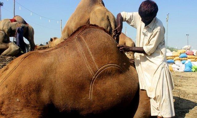 Ailesinde nesilden nesile ��retilmi� olan bu i�i kendisi de devam ettiriyor. 15 farkl� desen yapabildi�ini ve deseni “deveye hangisinin daha �ok uyaca��n� d���n�yorsa ona g�re” se�ti�ini s�yl�yor.