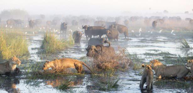 Aslan s�r�s� batakl���n i�inde yavru bufaloy� g�z�ne kestirdi.