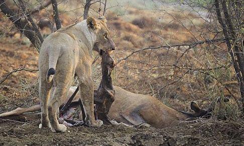 Yavruyu kurtaramad���n� g�ren aslan yavruyu alarak uzak bir noktaya g�t�r�p yava��a b�rakt�.