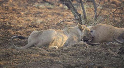 G�r�nt�ler G�ney Afrika'da Madikwe Game Reserve'de (vah�i hayvan b�lgesi) kayda al�nd�.