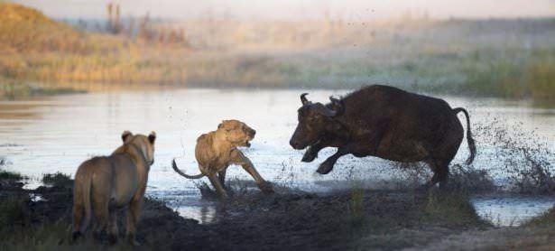 Di�er bufalolar�n da yard�ma gelmesiyle iki s�r� aras�nda ac�mas�z bir sava� ba�lad�.