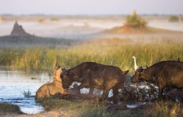 Sald�r�ya u�rayan yaral� yavru bufalo kurtuldu.