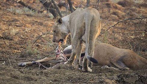 Fakat yavru �lm��t�.