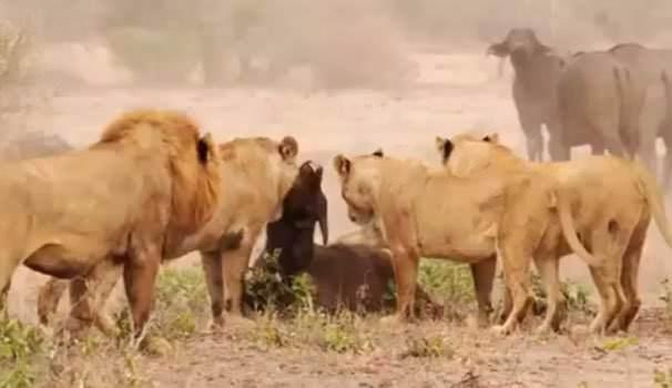 Aslanlar avlar�n� mideye indirmeye �al���rken bufalolar intikam i�in s�r�lerinin say�s�n� art�r�yor ve aslanlara kar�� sald�r�ya ge�iyor...