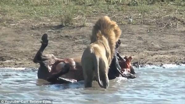 Olay yerine gelen asla ise, bufalonun karn�n� de�meye ba�lad�.