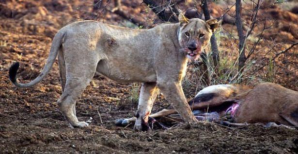 Foto�raf�� Gerry Van Der Walt vah�i do�ada inan�lmaz bir ana tan�kl�k etti ve bunu g�r�nt�lemeyi ba�ard�.